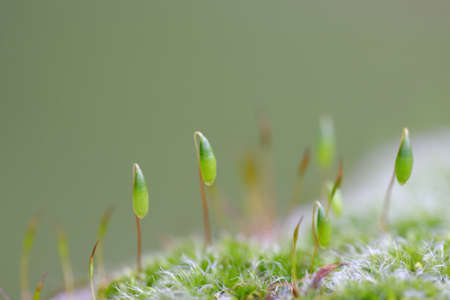 detail of a moss on top a rock in la spezia