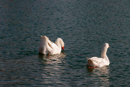domestic geese in a lake