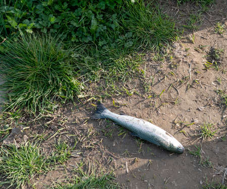 little trout fishing in a lake