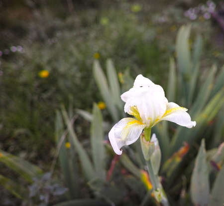 yellow in a garden in summer time