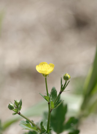 yellow buttercup in ameadow near my houseの写真素材
