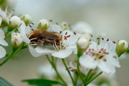 Oxythyrea funesta on top a flower in a meadowの写真素材