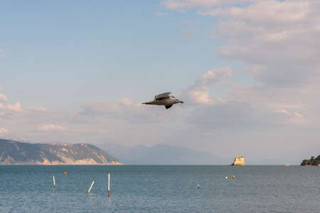 seagull flying in the gulf of la spezia