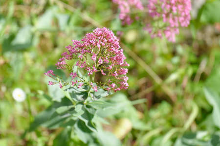 plant of centranthus in a meadow in la speziaの写真素材