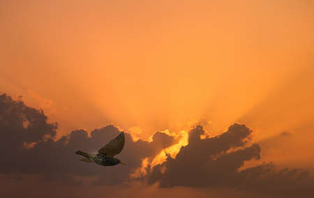 sturnus against orange sky in summerの写真素材