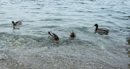 detail of mallard in a lake in tuscanyの写真素材