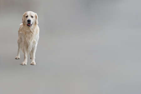 Golden Retriever isolated in a defocus backgroundの写真素材