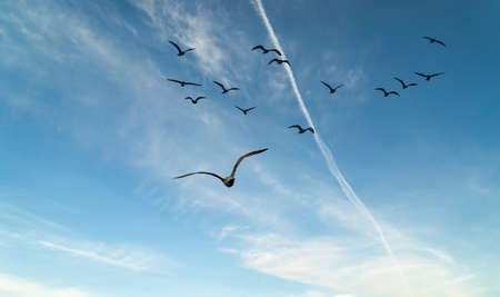 two seagull flying in the gulf of la speziaの写真素材