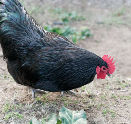 detail of hens in a meadowの写真素材