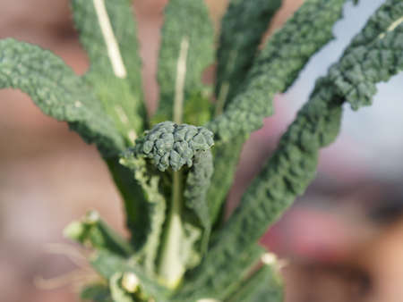 detail of a cabbage in a meadowの写真素材
