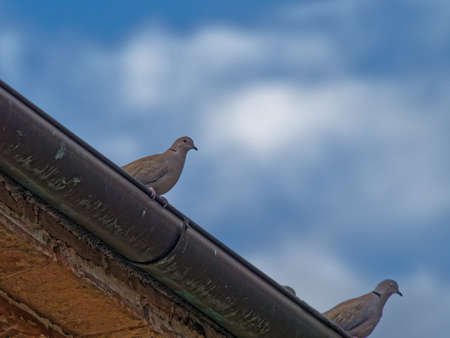 turtle dove on top a roof im italyの写真素材