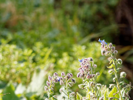 flower of borago in a meadow in la spezia