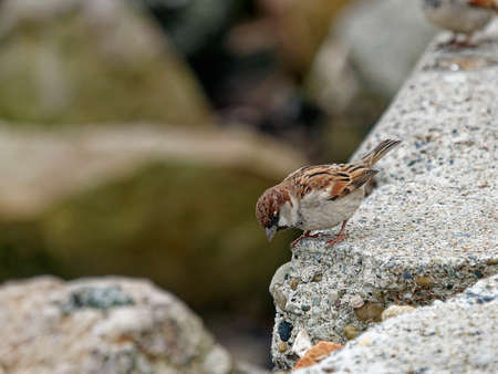 plenty house sparrow on top a rockの写真素材