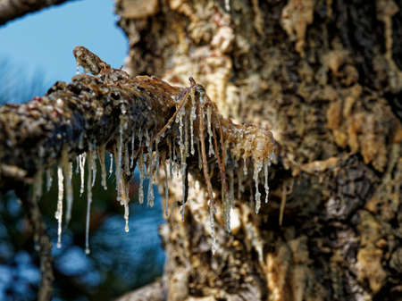 deyail of pine resin in a meadow in la speziaの写真素材