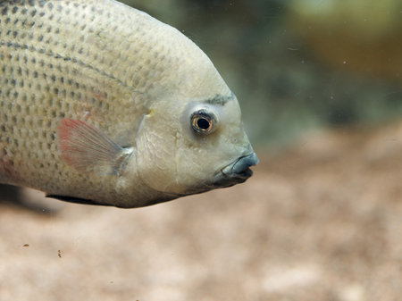 Paretroplus menarambo (pinstripe menarambo or pinstripe damba).の写真素材