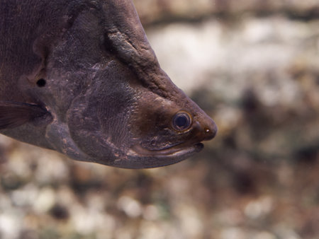 The giant featherback, Indonesian featherback (Chitala lopis) in freshwater aquarium. it is a freshwater fish found in Southeast Asia, inhabits mainstreams and forest streams.の写真素材
