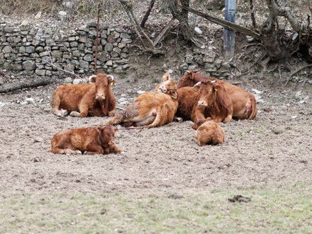 cow in a meadow near a farmの写真素材