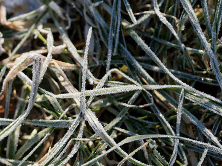 Frost-covered small leaves of an evergreen shrub (Buxus sempervirens) with yellow and orange reflections of the morning winter sun (macro, top view, texture).の写真素材