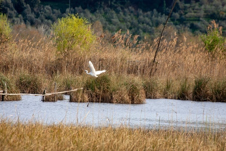 Great Egret flying over the marshes.の写真素材
