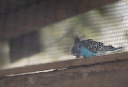 Budgerigar sitting on the door of cage.Beautiful Budgerigar Parrots.Lovebirds in Cage.Beautiful Parakeet in Cage.With Selective Focus on the Subject.の写真素材