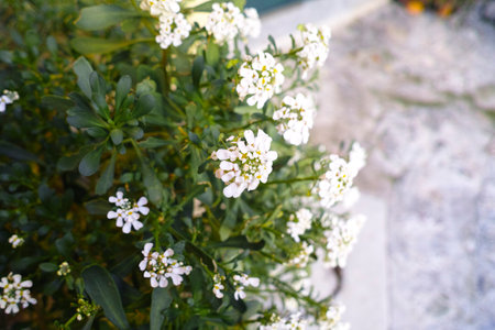 Iberis sempervirens evergreen candytuft perenial flowers in bloom, group of white springtime flowering rock plants, seasonal backgroundの写真素材
