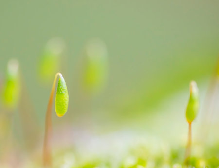 moss on top of a rock with drop of waterの写真素材