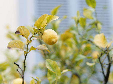 plant of lemon in a garden in Italyの写真素材