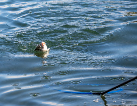 A small sea fish called sea bream hangs on an angler's hook, caught from the coast of the Mediterranean Seaの写真素材