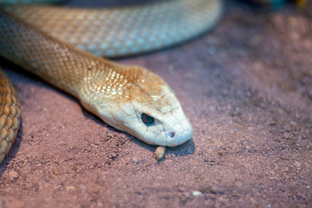 detail of taipan snake in a museum in Genoa