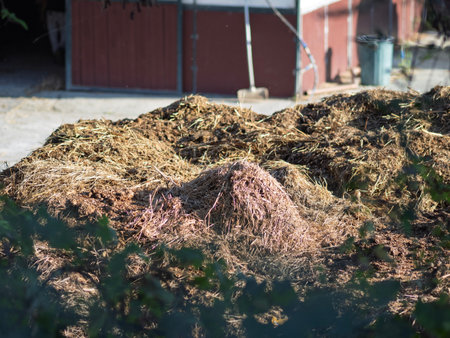 Detail of manure in a meadowの写真素材
