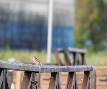 Close up of female house sparrow on wooden boardsの写真素材