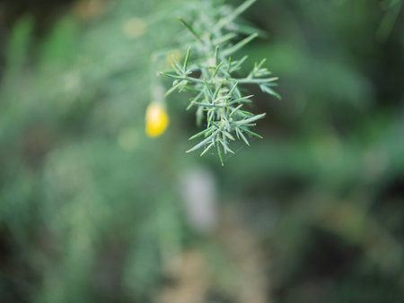 Calicotome spinosa, thorny broom or spiny broomの写真素材