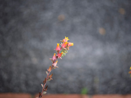 Echeveria plants in bloom. Succulent echeveria plants in the garden bloomingの写真素材