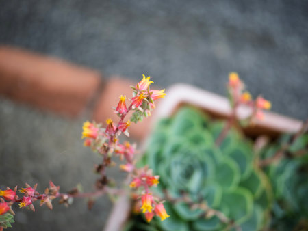Echeveria plants in bloom. Succulent echeveria plants in the garden bloomingの写真素材