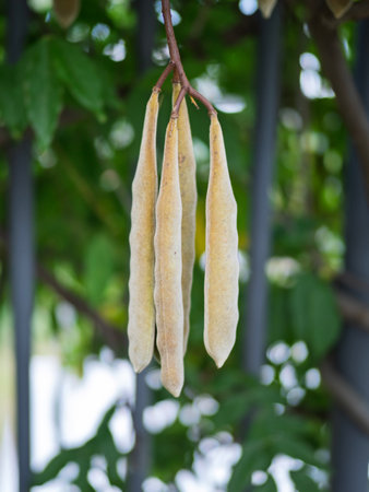 Wisteria pods are the long, velvety seed capsules of the wisteria vine. They dangle gracefully after flowering, adding texture to gardens and floral arrangements, often used in decorative crafts.