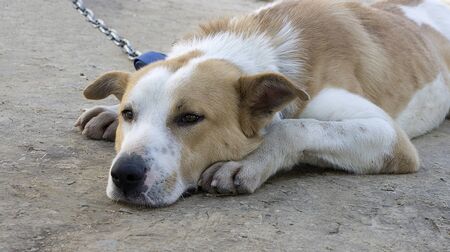 Joyless life of dogs in a shelterの写真素材