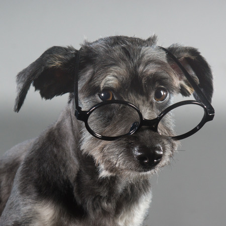 Dog with glasses on a gray background の写真素材