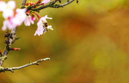 branch of a tree with a bee, Plants and Flowersの写真素材