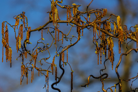 branches of a tree brown catkins, Plants and Flowersの写真素材