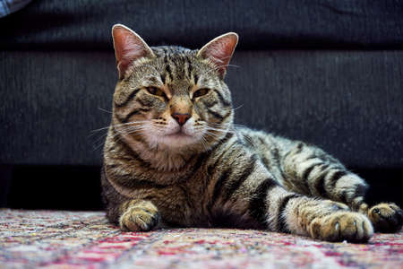 Beautiful Grey Cat King Poseの写真素材