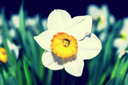 Spring blooming narcissuses, toned, selective focus. Narcissus flower yellow, white. Narcissus L. Daffodils white yellow.の写真素材
