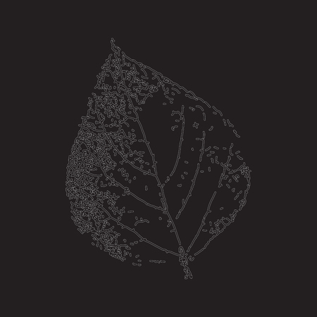 Birch leaf on a black background.のイラスト素材