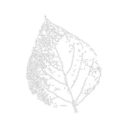 Birch leaf.のイラスト素材