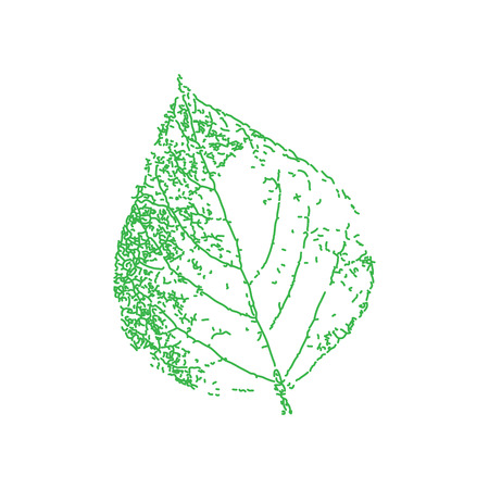 Birch leaf, green.の写真素材