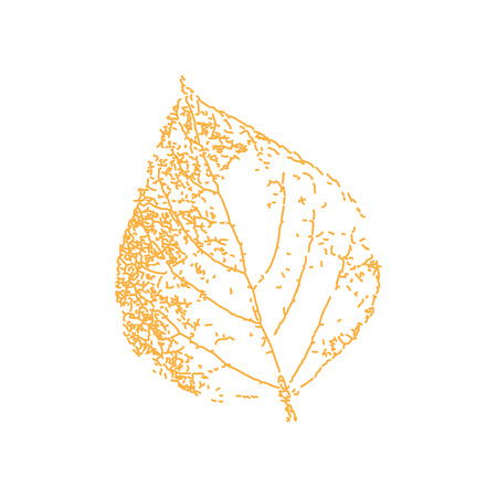 Birch leaf, yellow.の写真素材