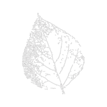 Birch leaf.の写真素材