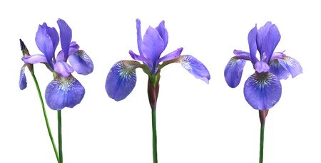 Blue irises の写真素材