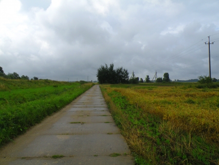                     Empty countryside road through fields with wheat            の写真素材