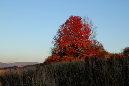 the mountain autumn landscape with colorful forest の写真素材