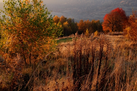 the mountain autumn landscape with colorful forest の写真素材